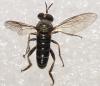 Atomosia sp.